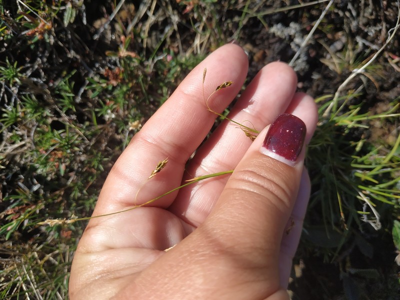 Carex capillaris subsp. fuscidula photo 4