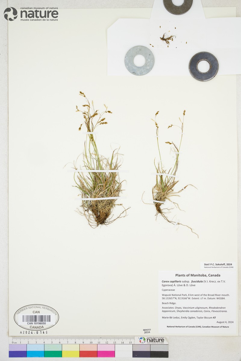 Carex capillaris subsp. fuscidula photo 5