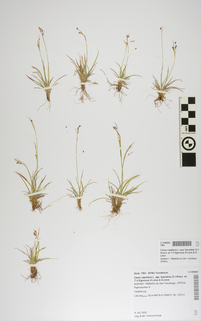 Carex capillaris subsp. fuscidula photo 6