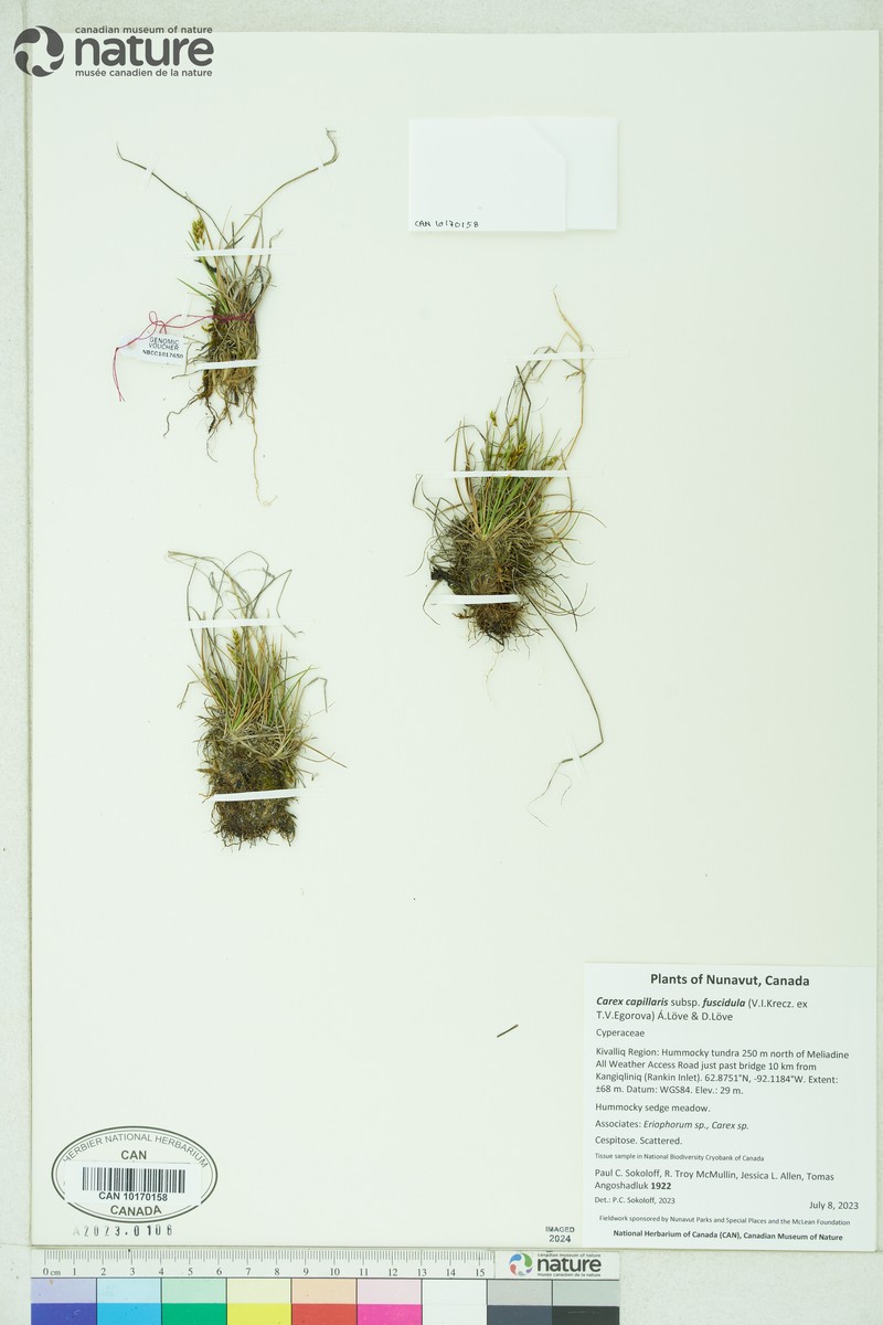 Carex capillaris subsp. fuscidula photo 7