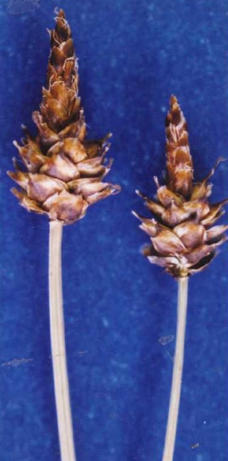 Capitate Sedge