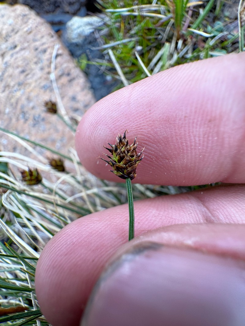 Capitate Sedge photo 3
