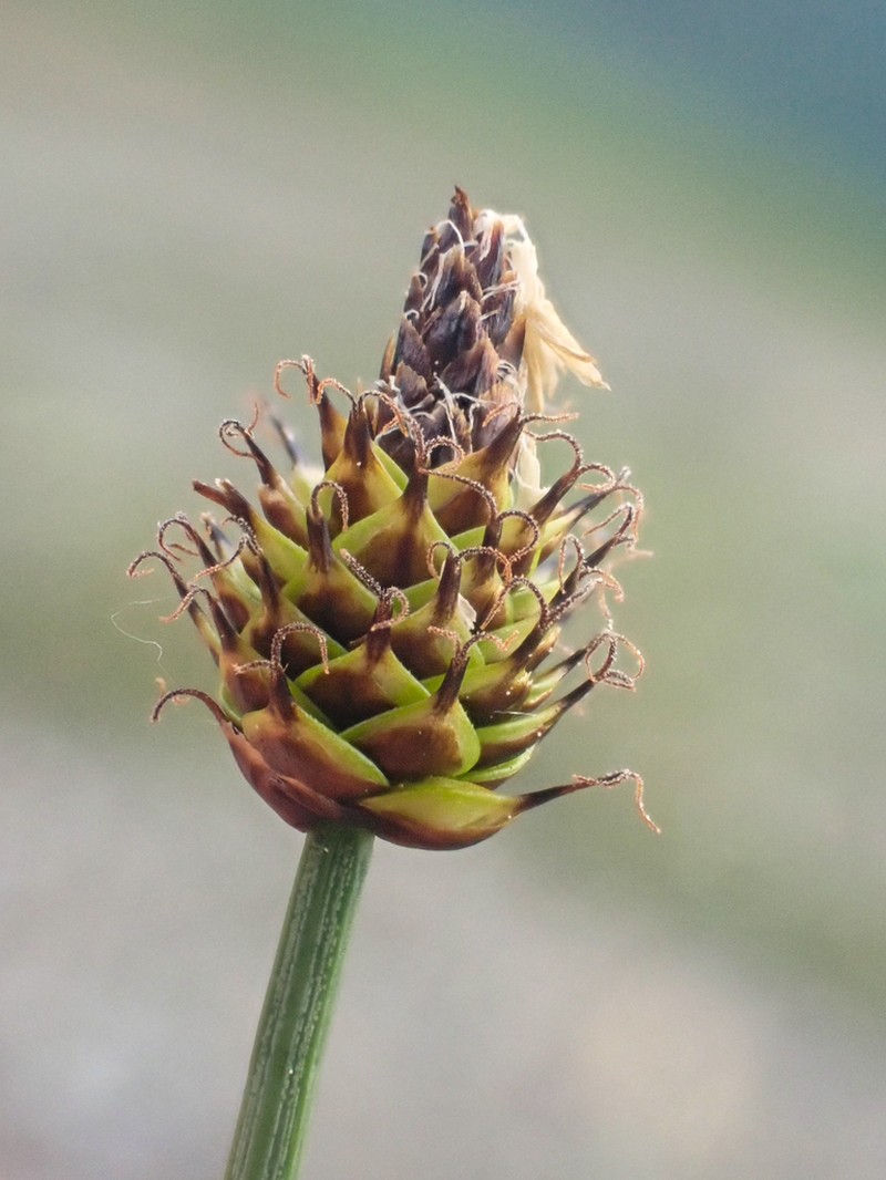 Capitate Sedge photo 4