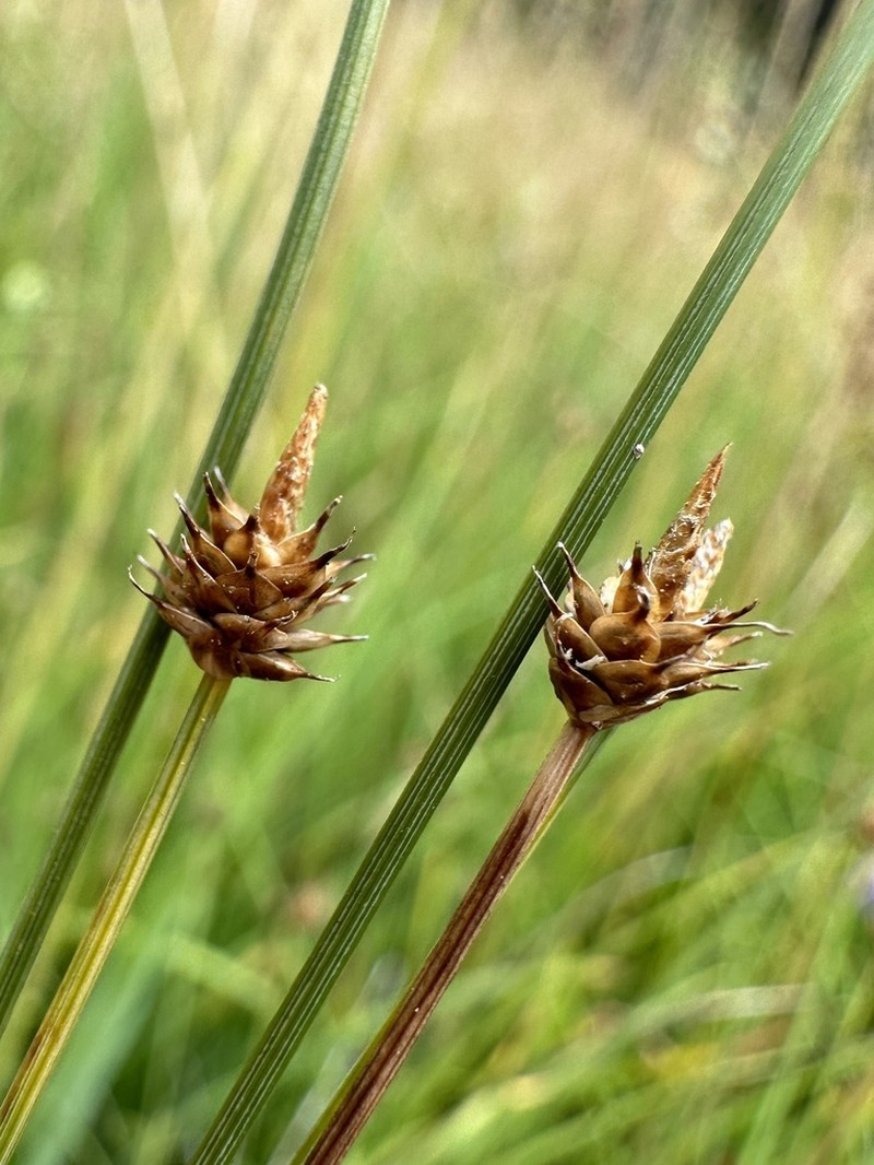 Capitate Sedge photo 5