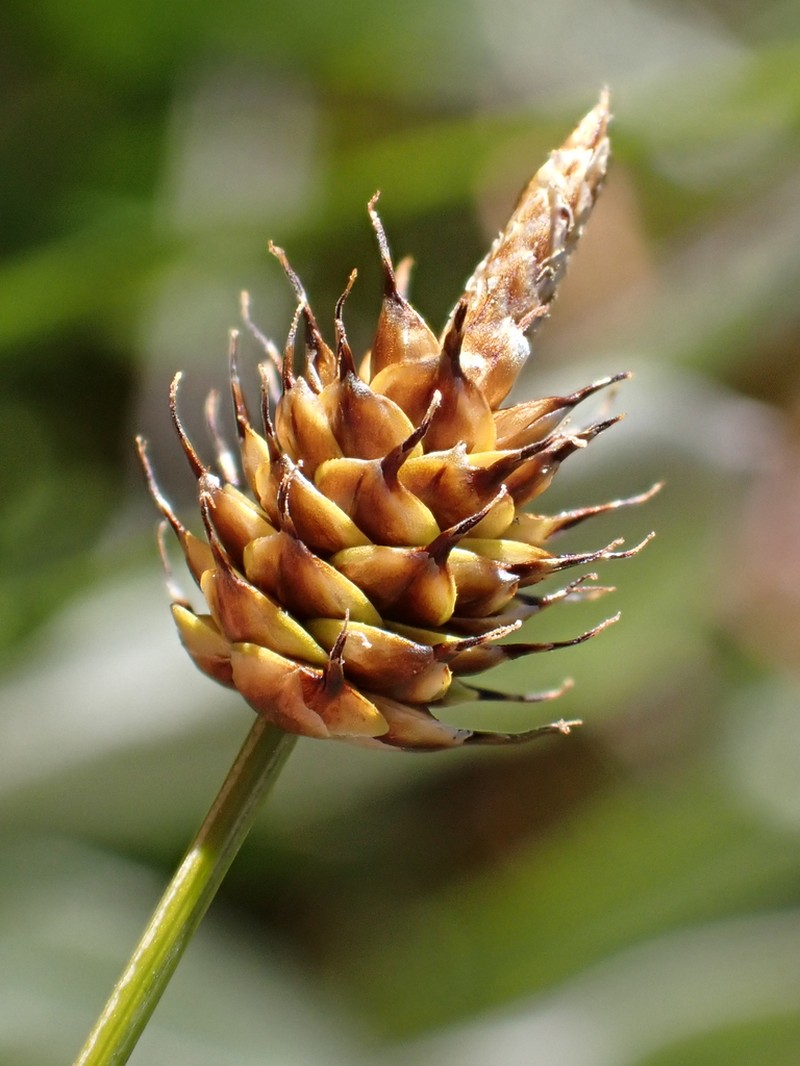 Capitate Sedge photo 6