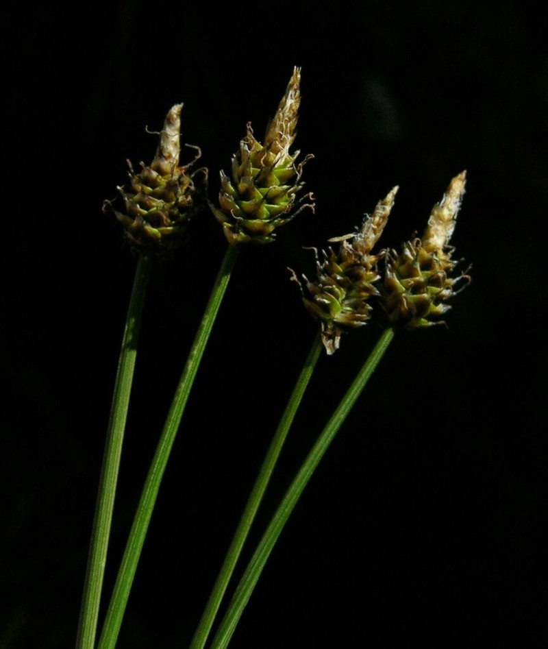 Capitate Sedge photo 7