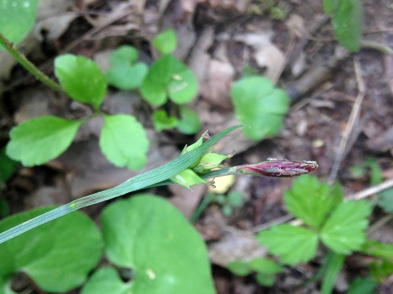 Carey's Sedge photo 3