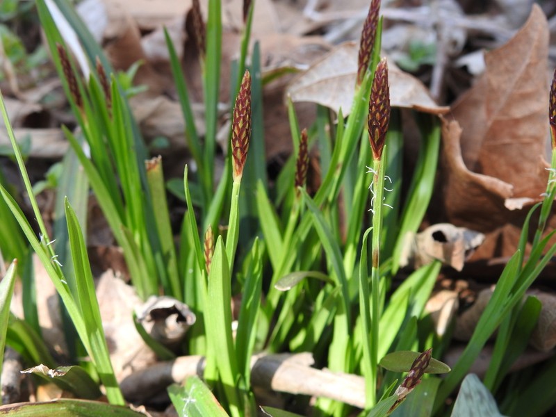Carey's Sedge photo 5