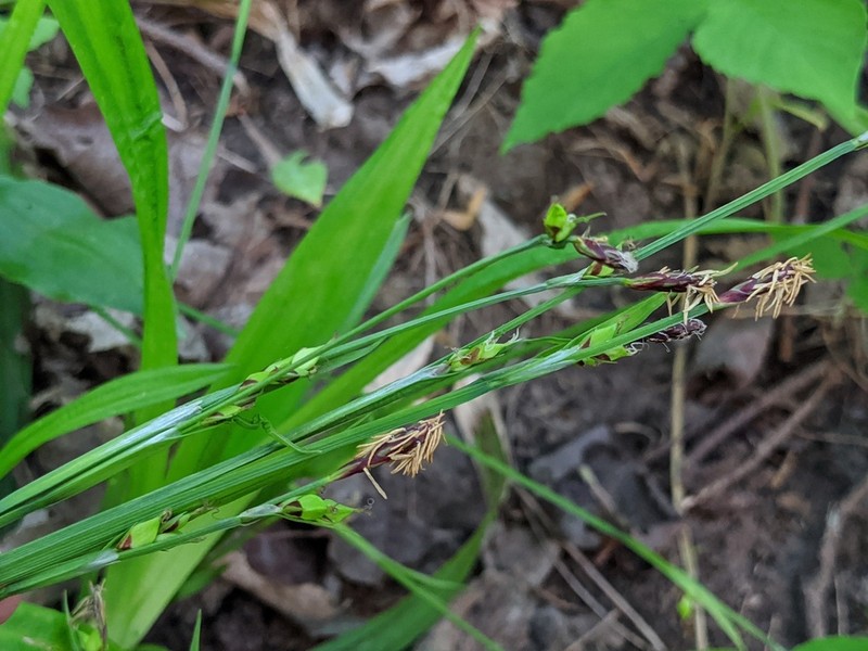 Carey's Sedge photo 6