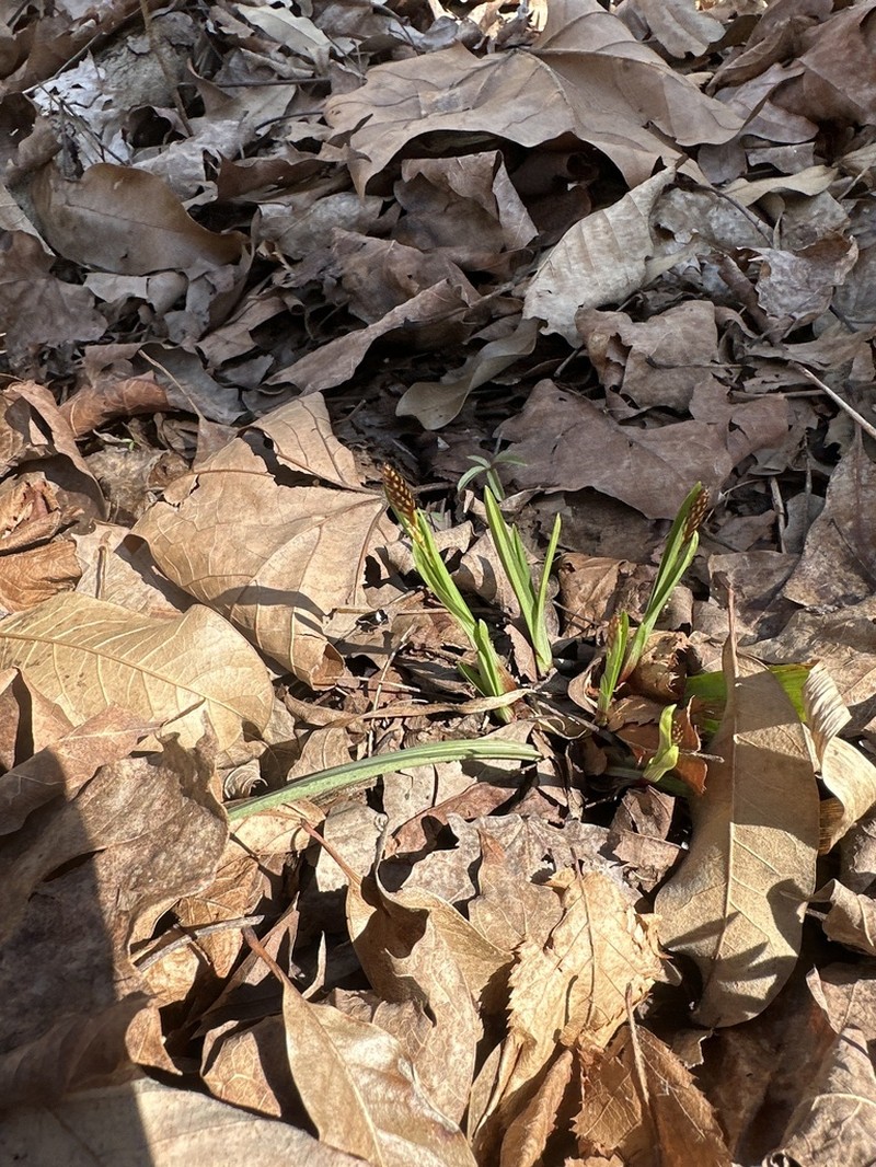 Carey's Sedge photo 7