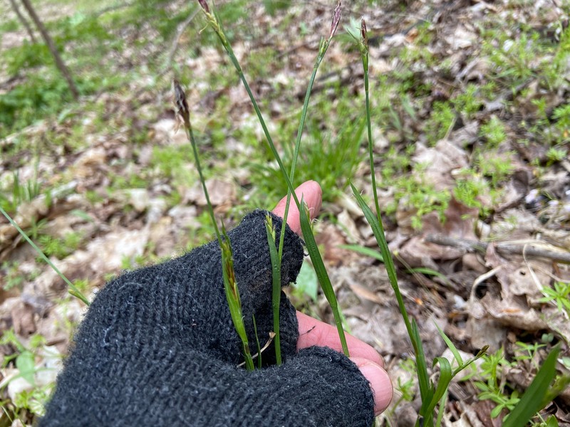 Carey's Sedge photo 8