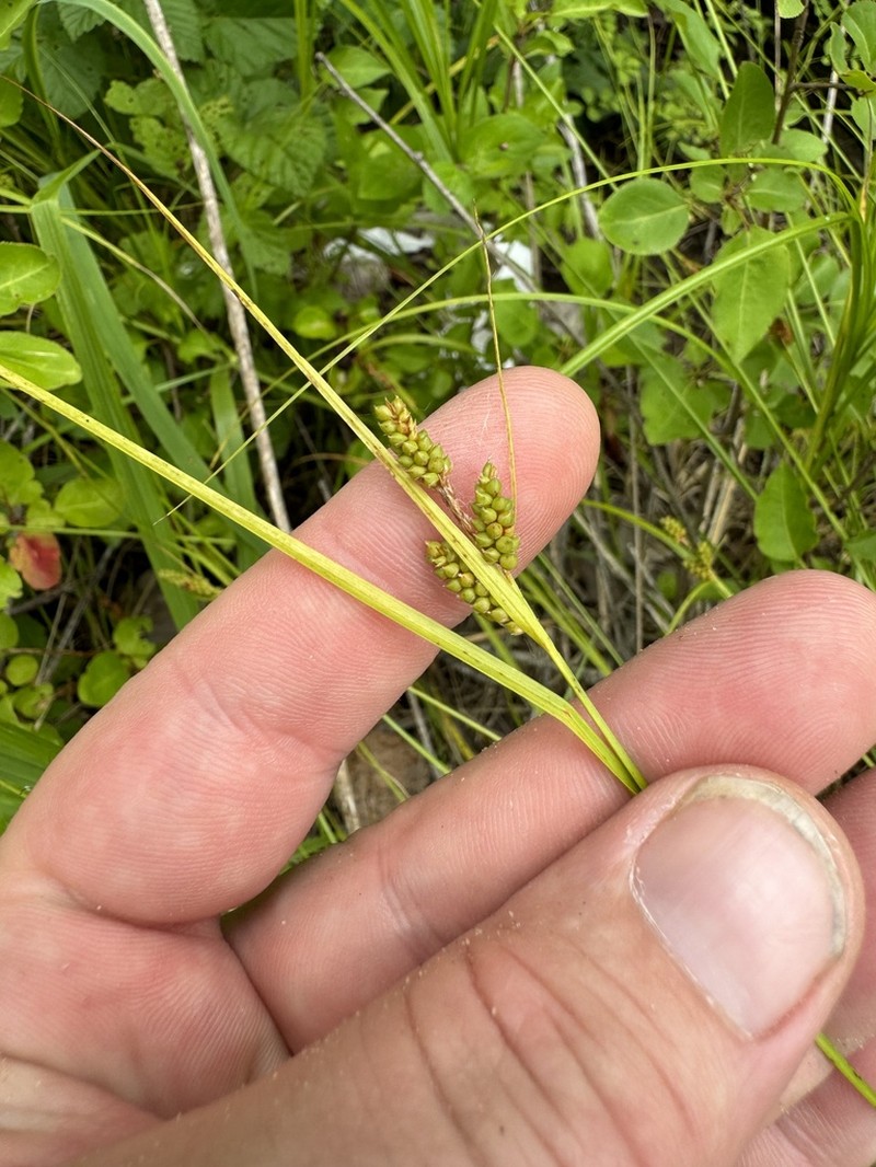 Carolina Sedge