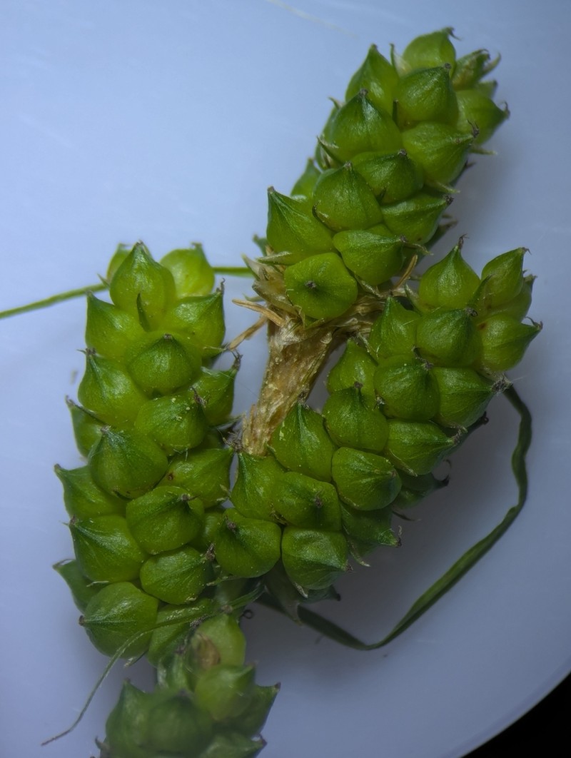 Carolina Sedge photo 2