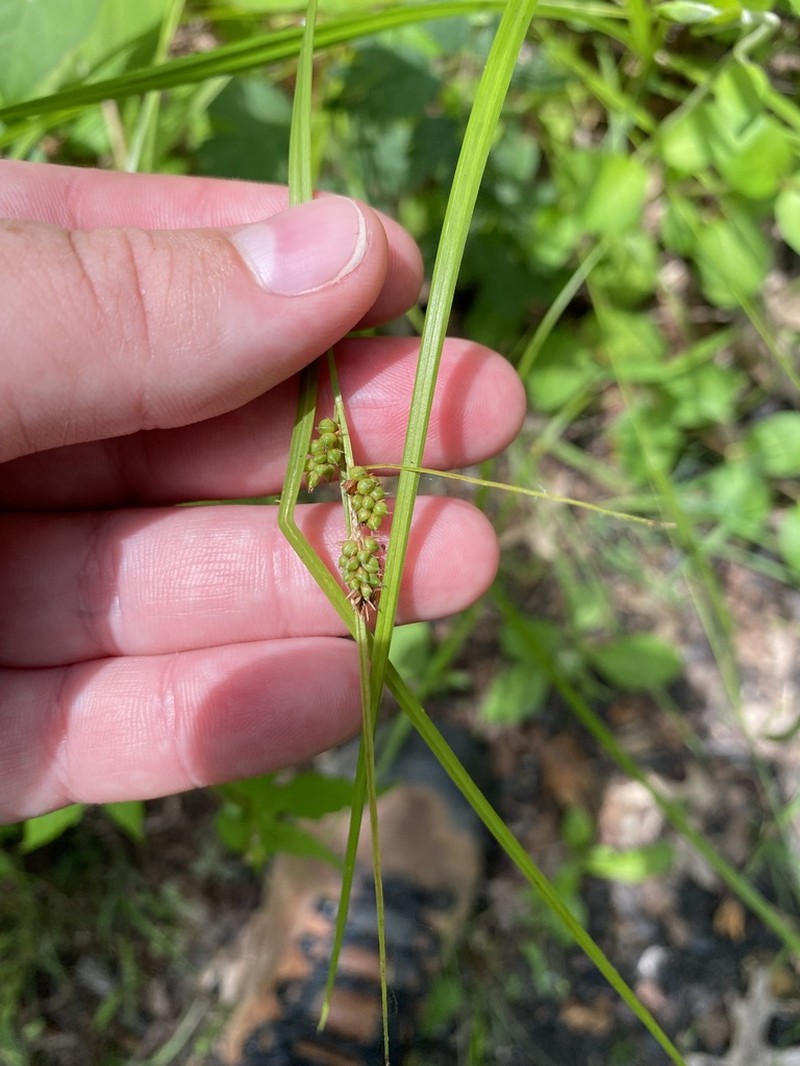 Carolina Sedge photo 3