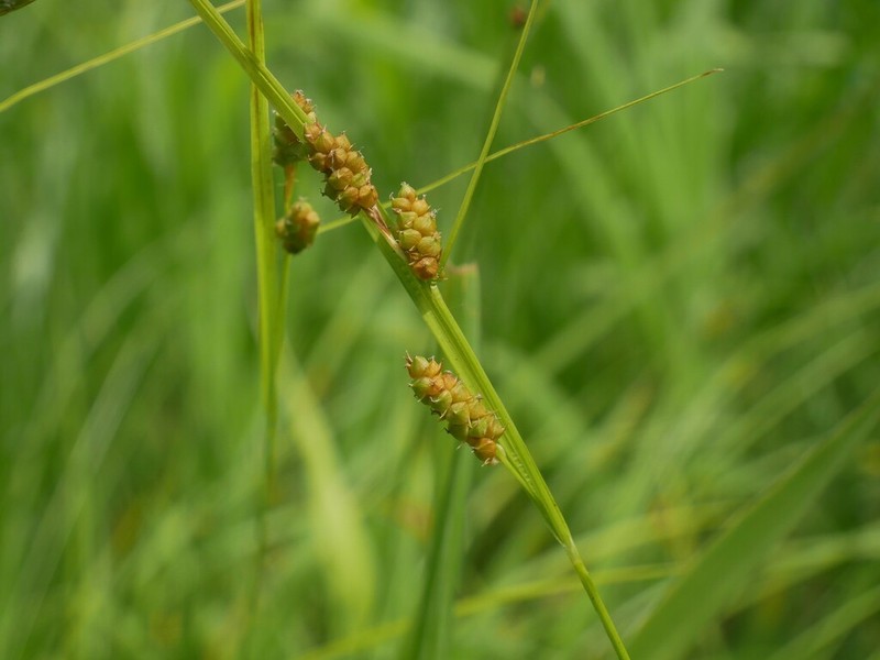 Carolina Sedge photo 4