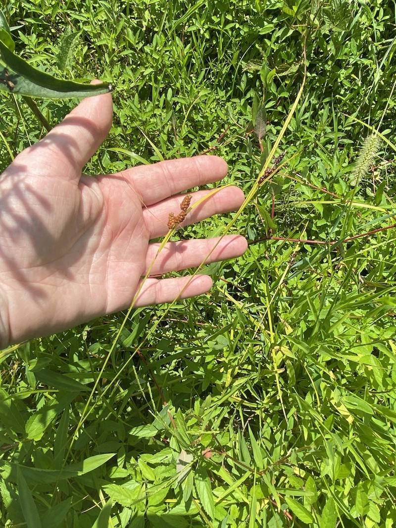 Carolina Sedge photo 5