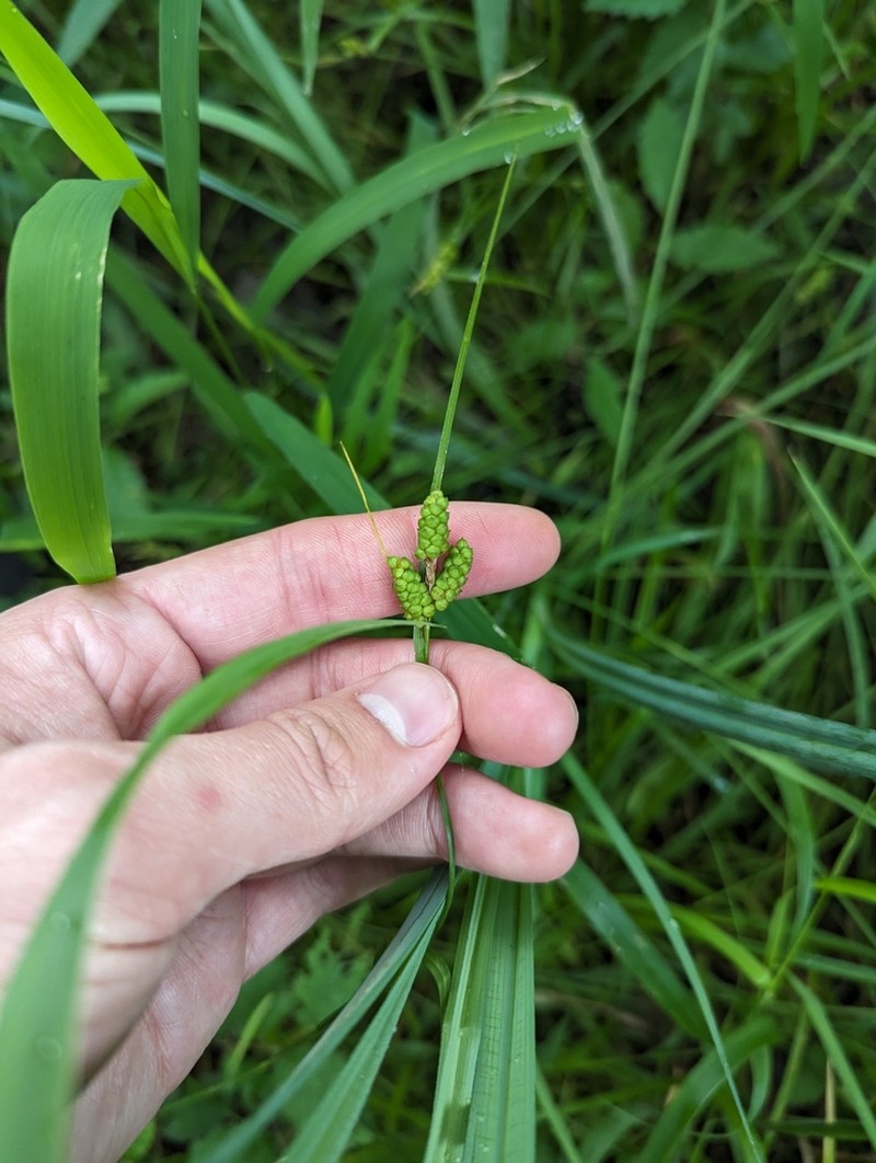 Carolina Sedge photo 6
