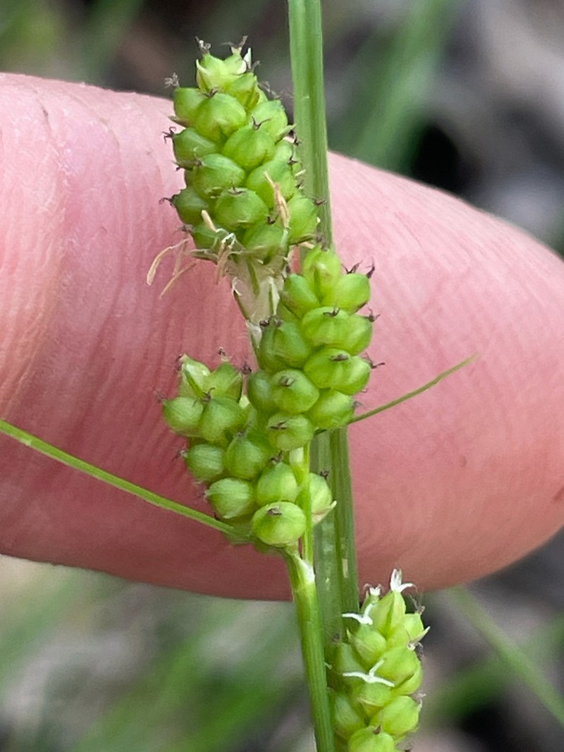 Carolina Sedge photo 7