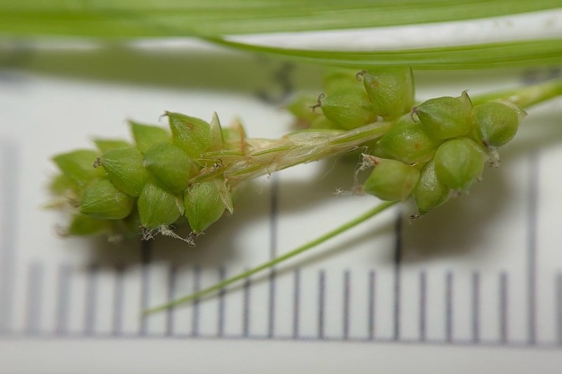 Carolina Sedge photo 8