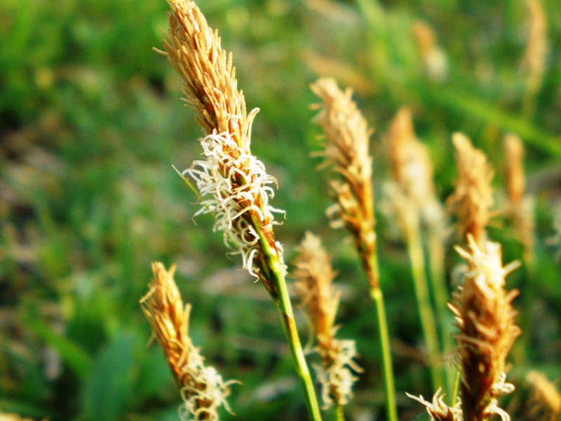 Vernal Sedge