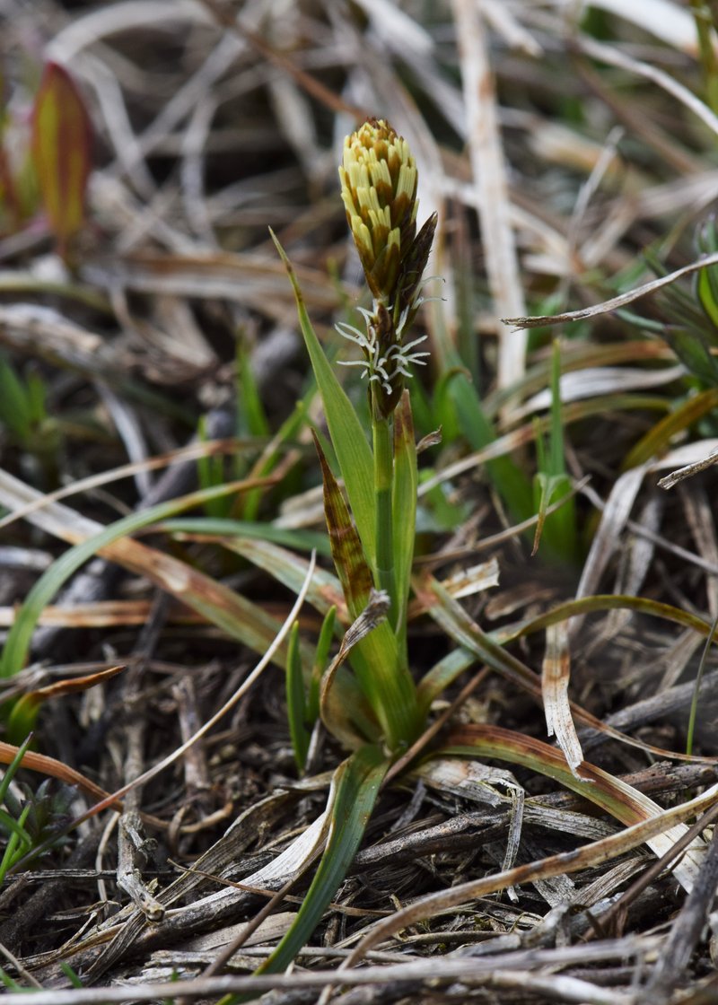 Vernal Sedge photo 6
