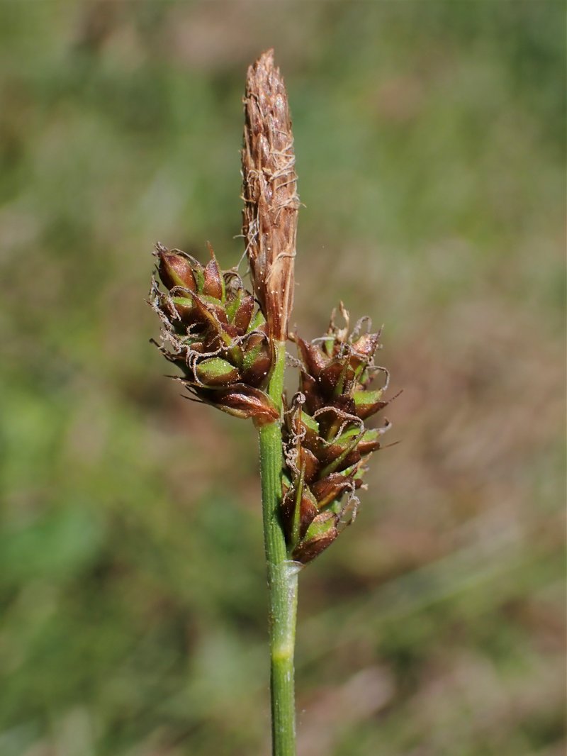 Vernal Sedge photo 7