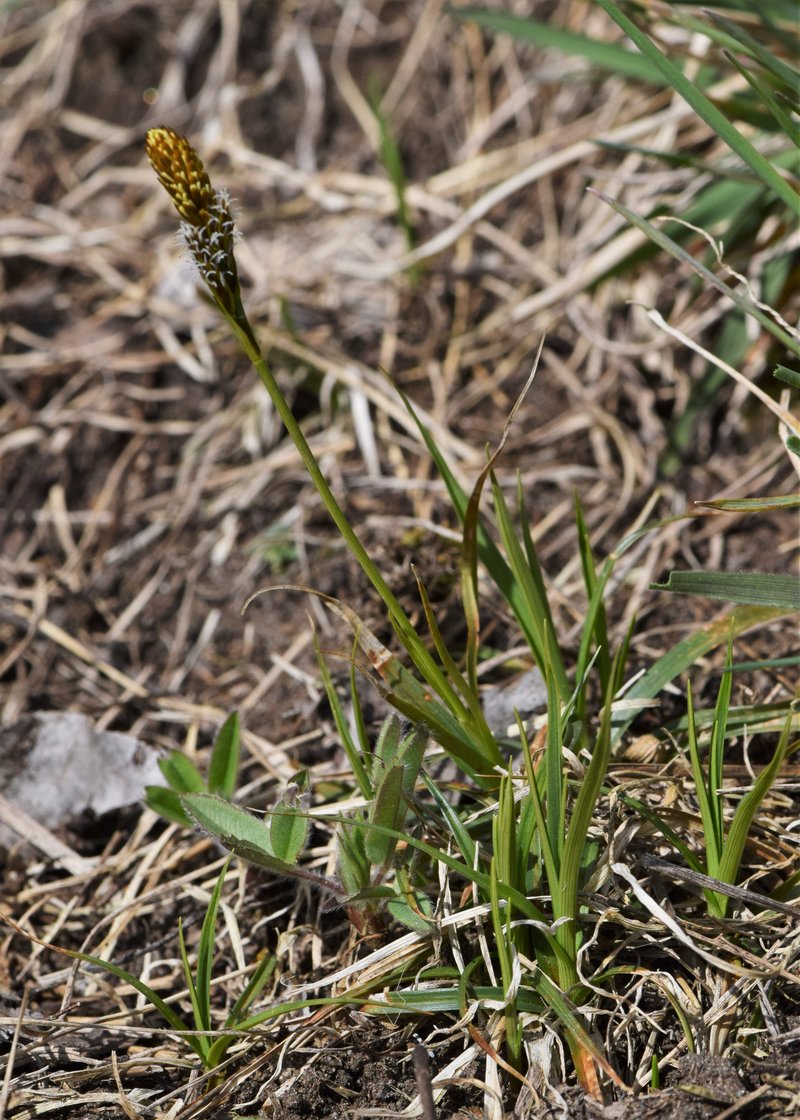 Vernal Sedge photo 8