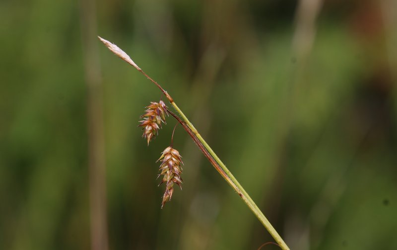 Chestnut Sedge