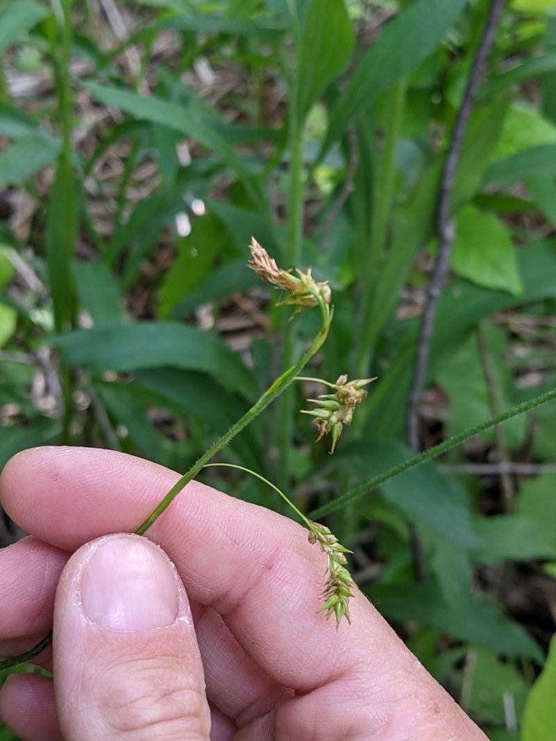 Chestnut Sedge photo 3