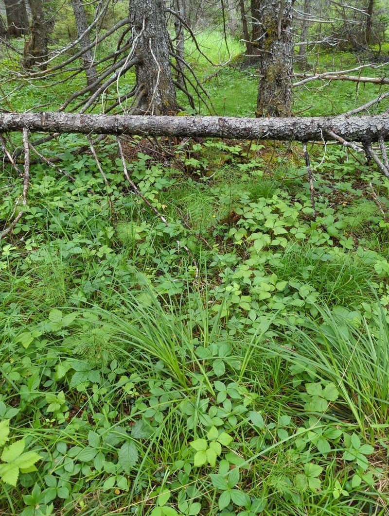 Chestnut Sedge photo 4