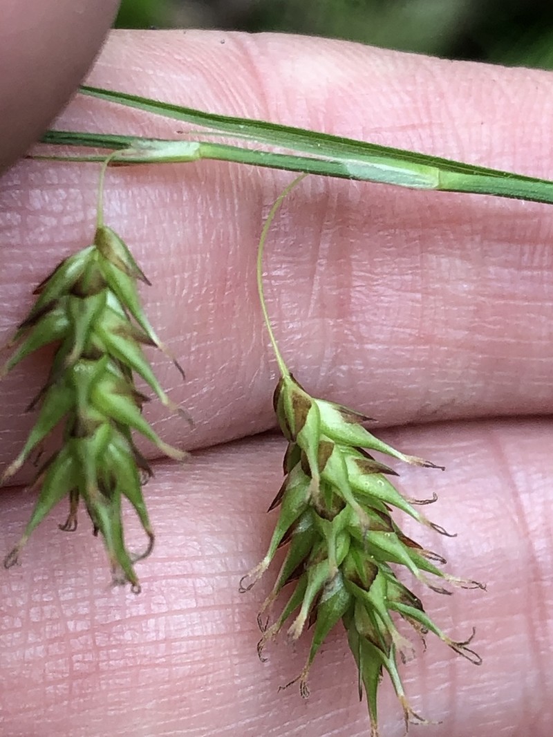 Chestnut Sedge photo 5