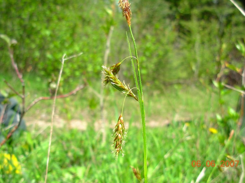 Chestnut Sedge photo 6