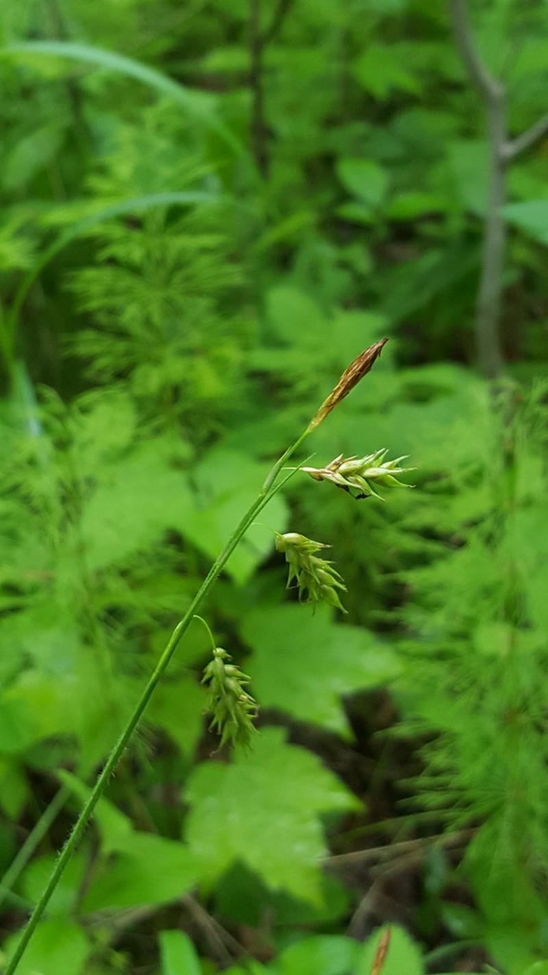 Chestnut Sedge photo 7