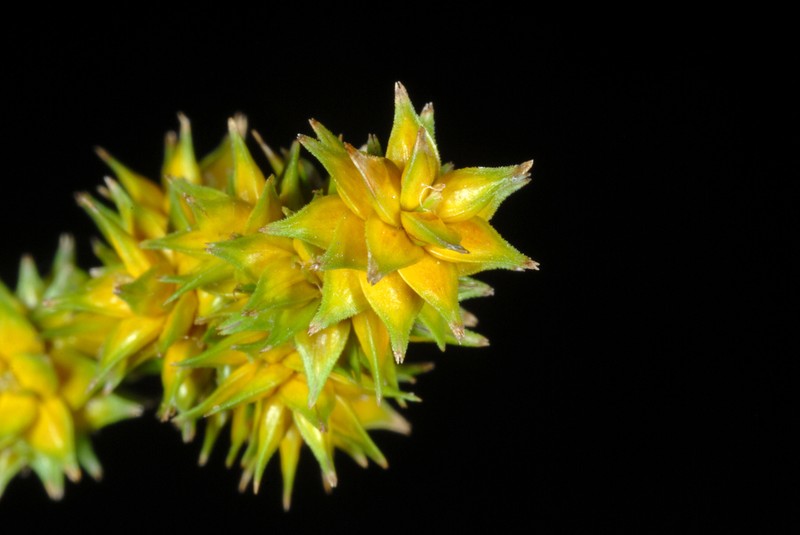 Thinleaf Sedge