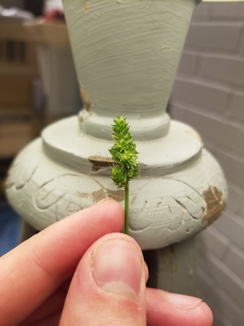 Thinleaf Sedge photo 2