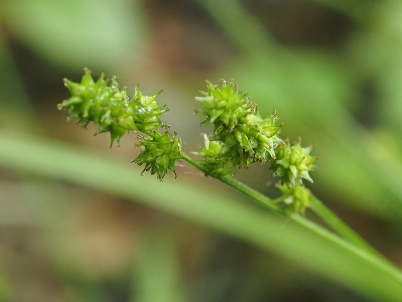 Thinleaf Sedge photo 3