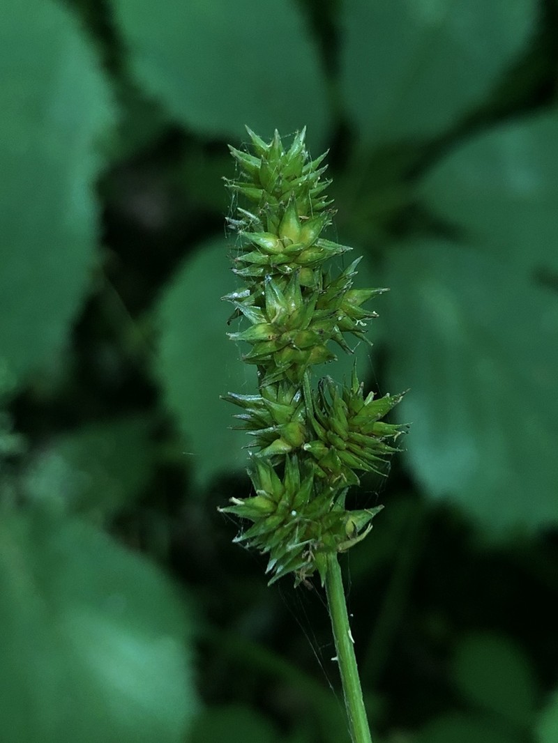 Thinleaf Sedge photo 4