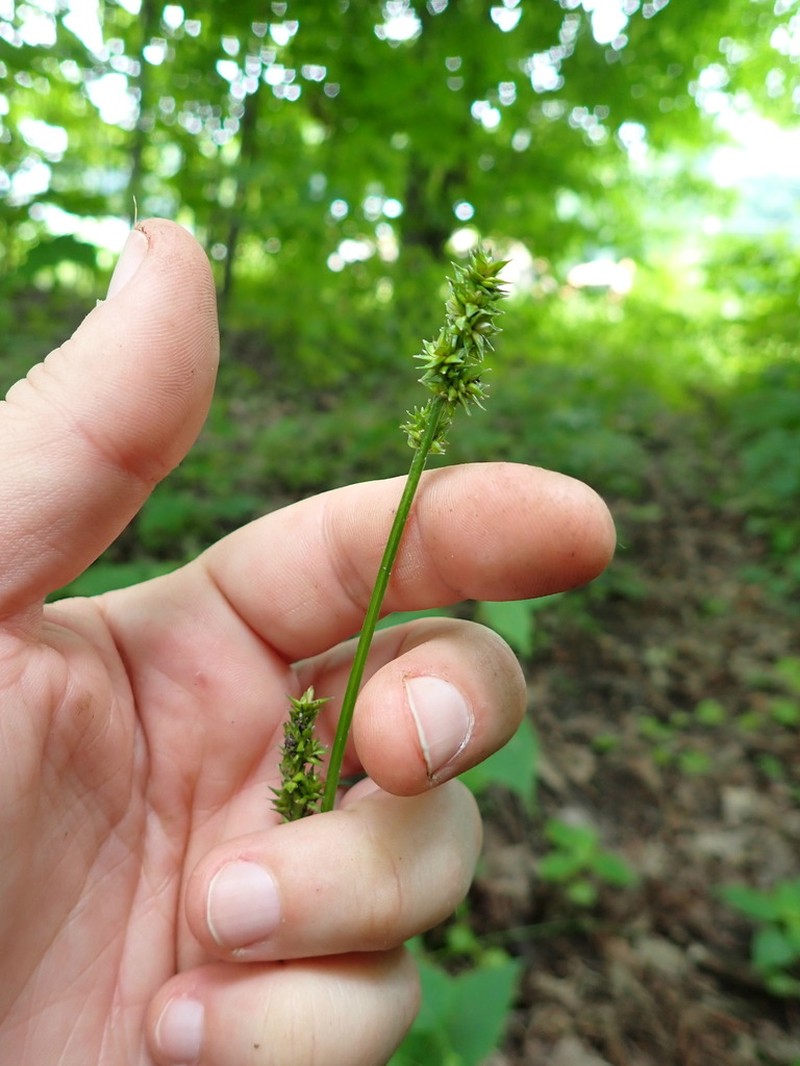 Thinleaf Sedge photo 5