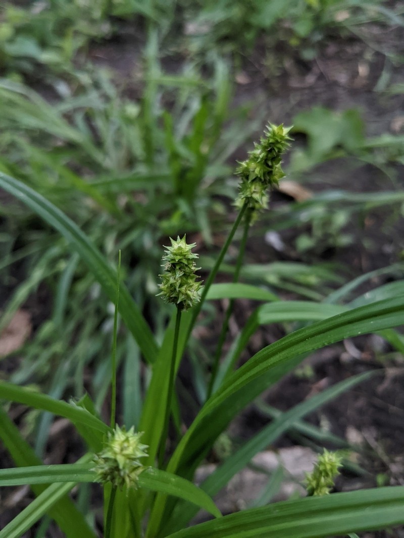 Thinleaf Sedge photo 6