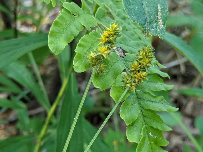 Thinleaf Sedge photo 7