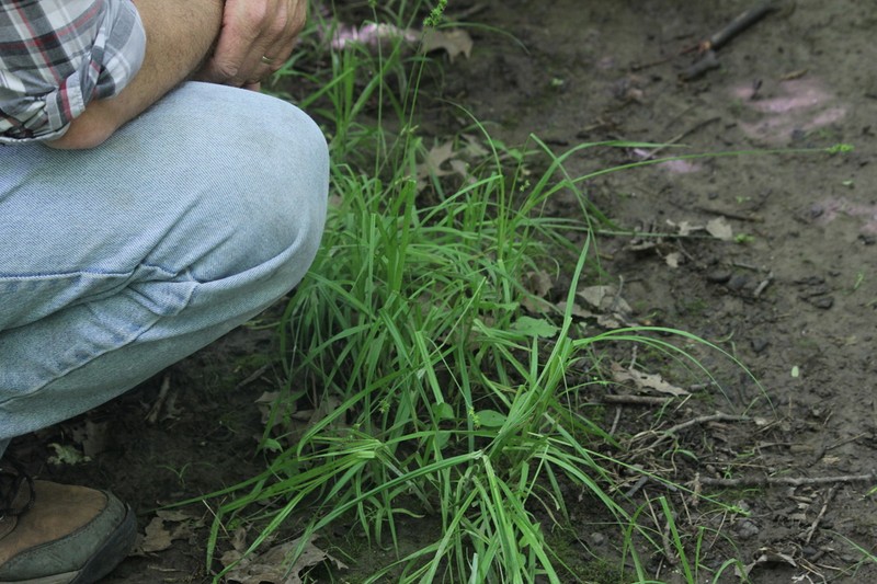 Thinleaf Sedge photo 8