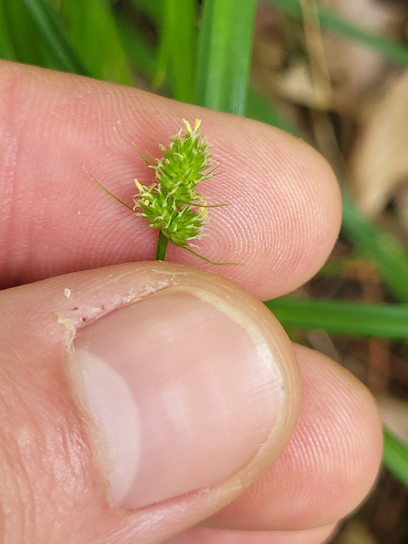 Oval-Leaf Sedge photo 4