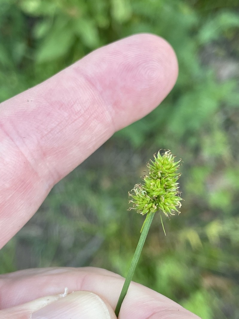 Oval-Leaf Sedge photo 5