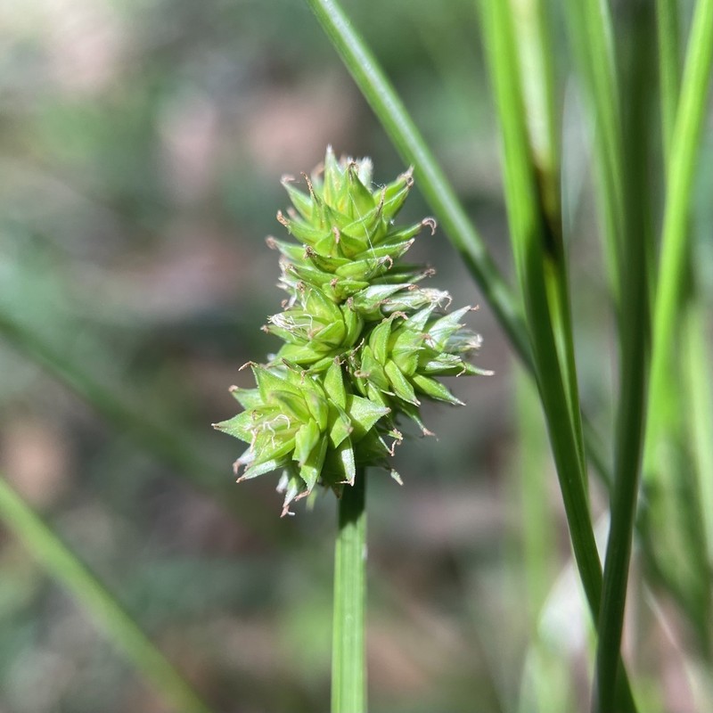Oval-Leaf Sedge photo 6
