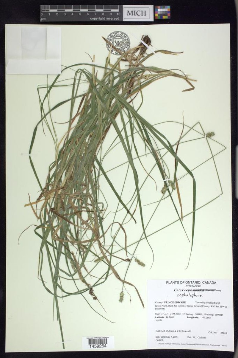 Oval-Leaf Sedge photo 7