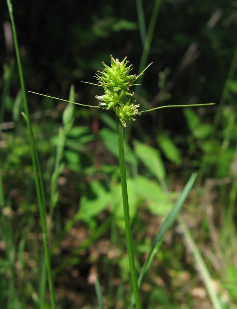 Oval-Leaf Sedge photo 8