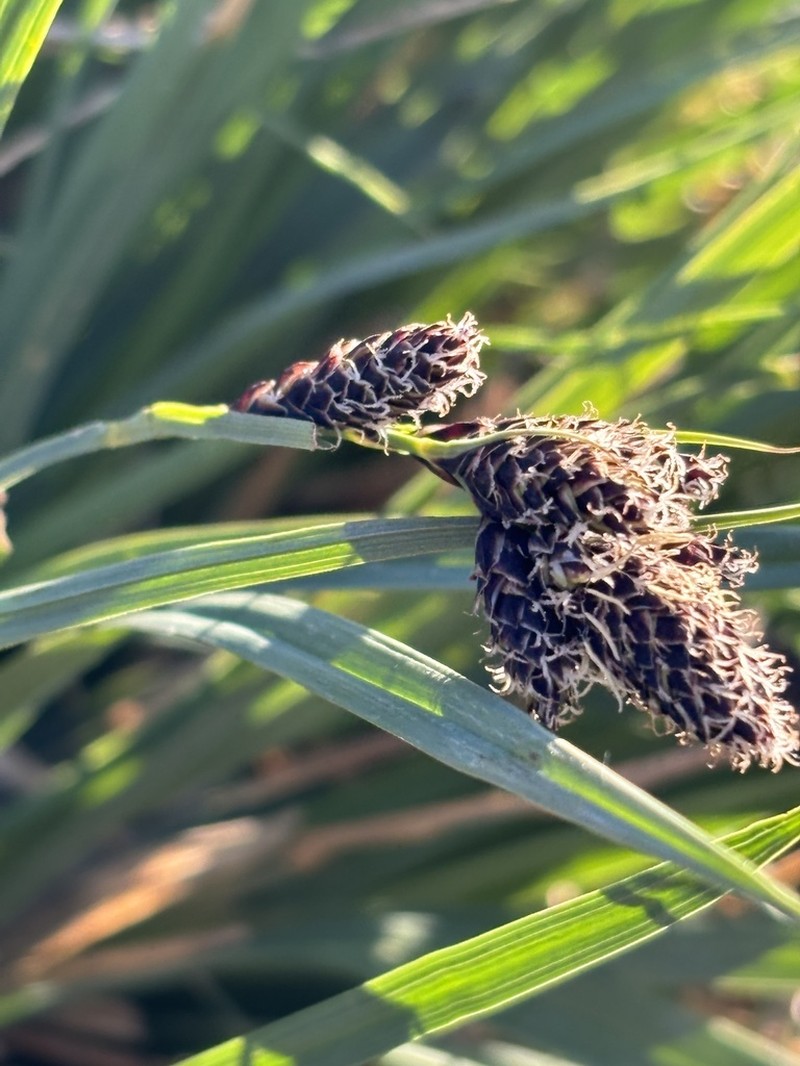 Carex chalciolepis photo 2