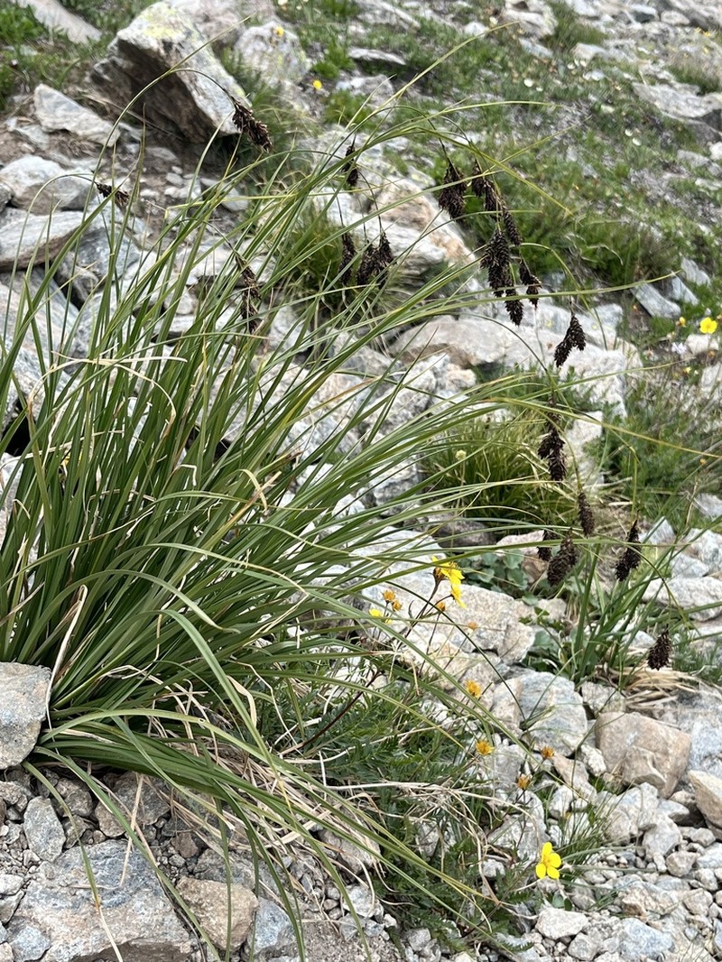 Carex chalciolepis photo 3