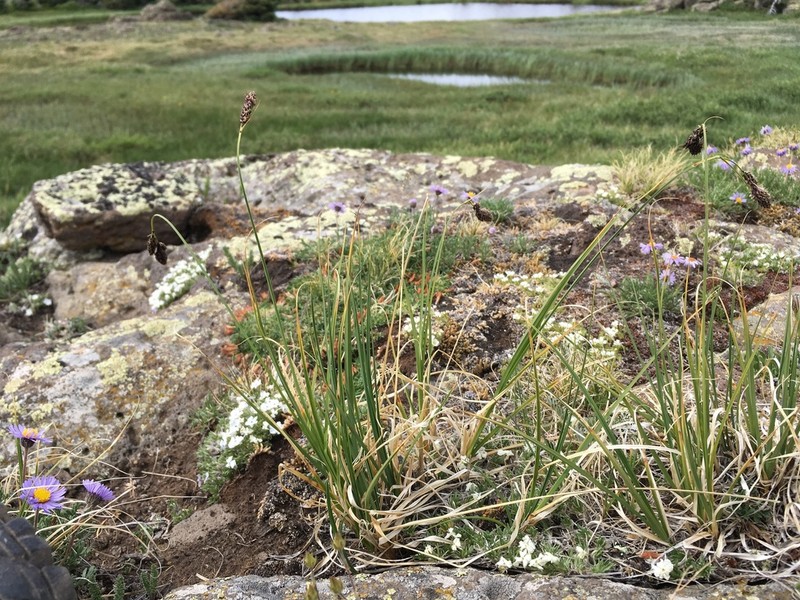 Carex chalciolepis photo 4