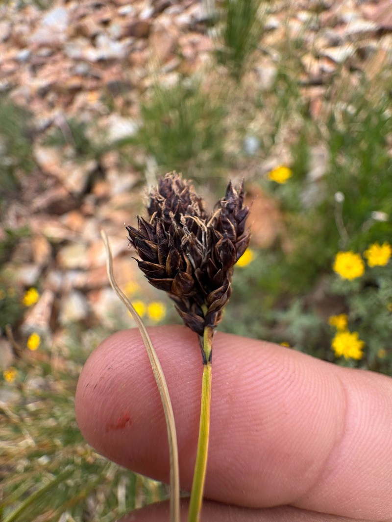 Carex chalciolepis photo 5
